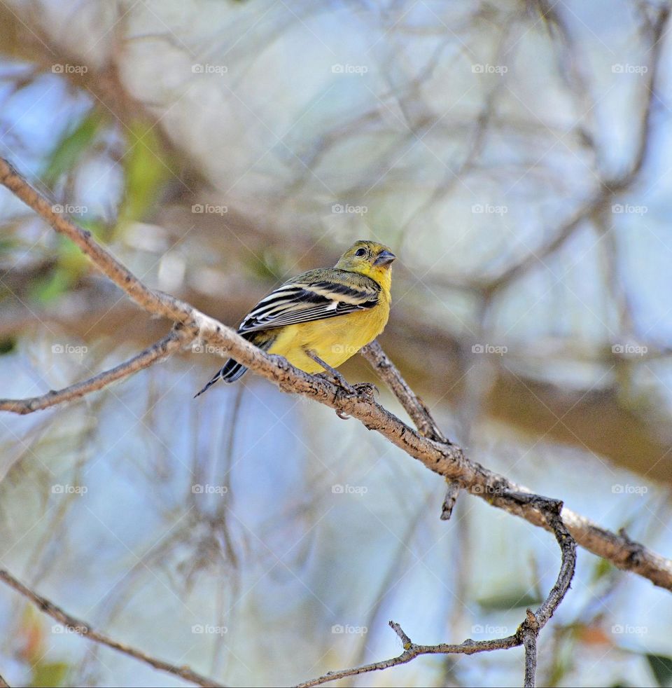 yellow chested Bird perched on a tree branch
