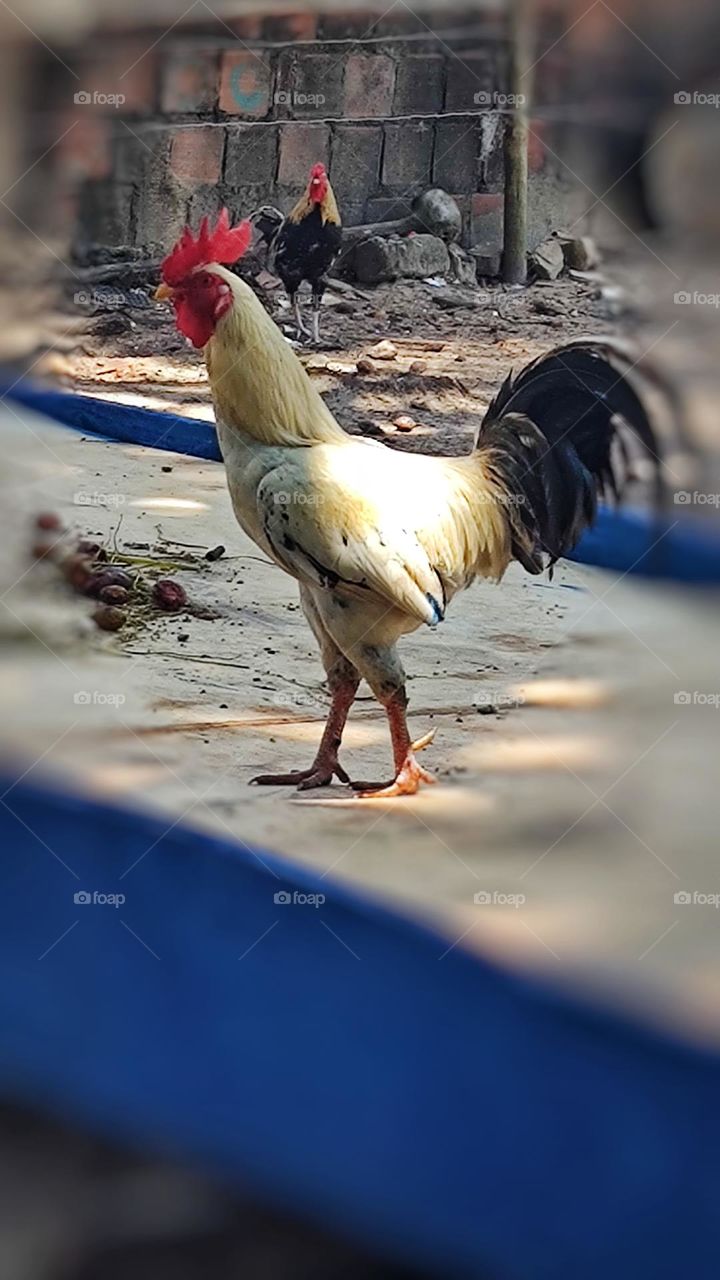 A rooster in the yard.