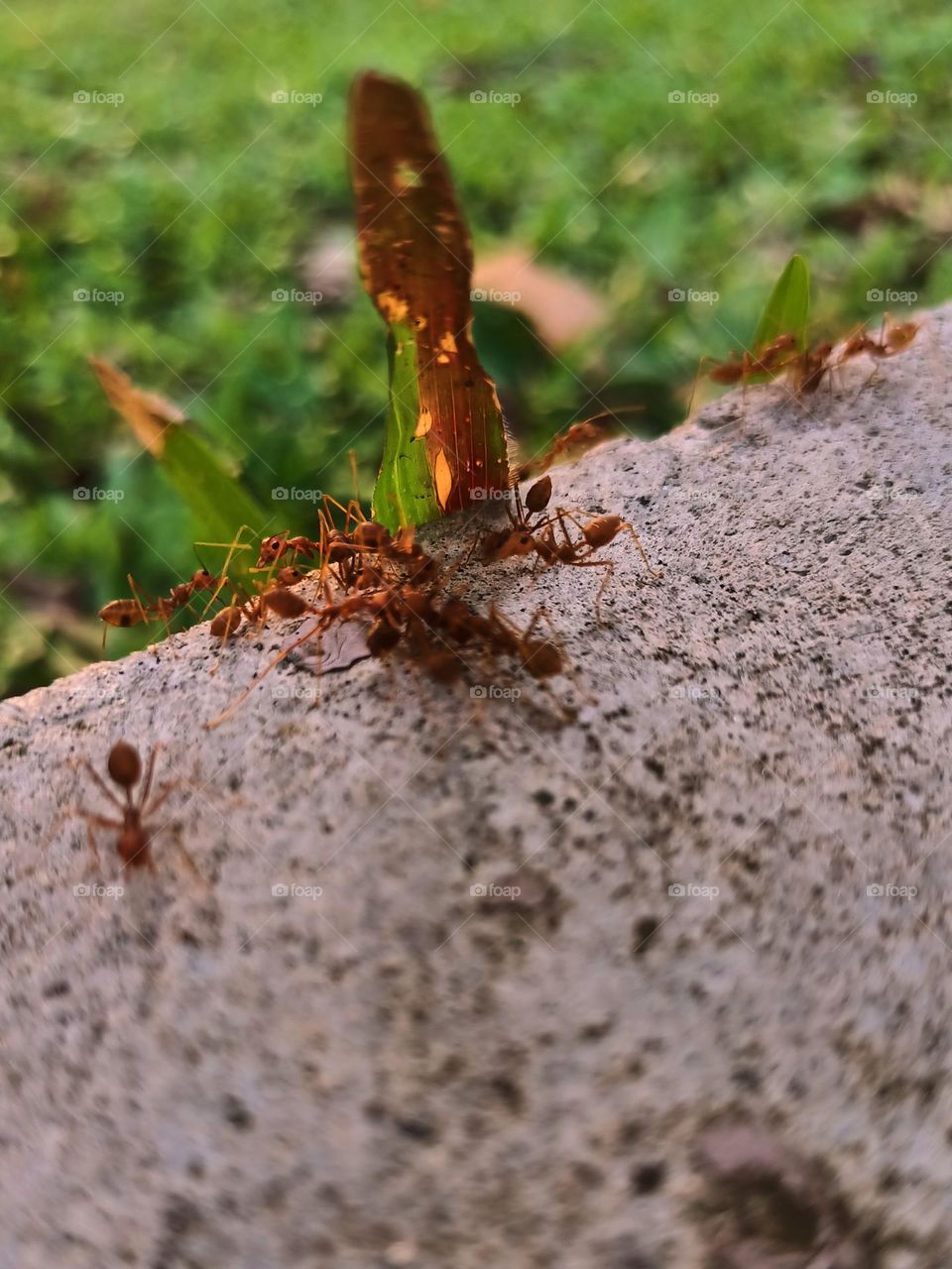 Red ants on the ground in the garden