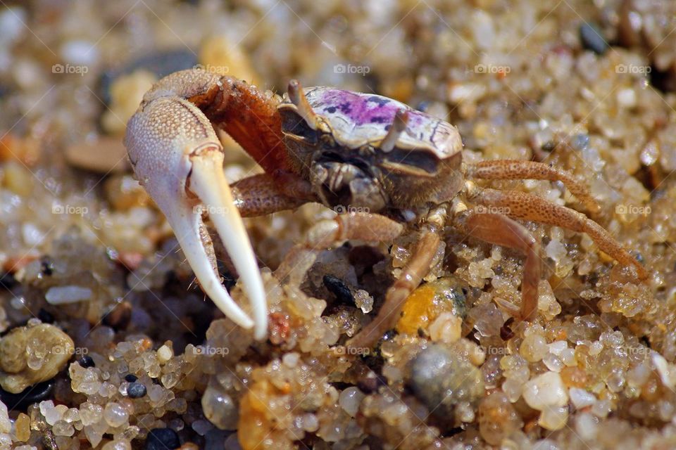 Fiddler crab