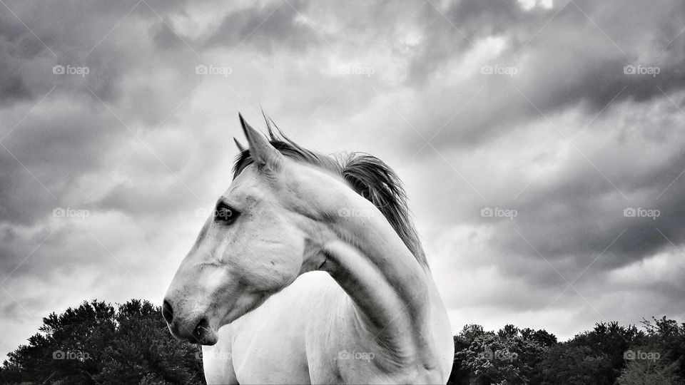 The Drama of a Beautiful Horse against a Stormy Sky in Black 🖤 White