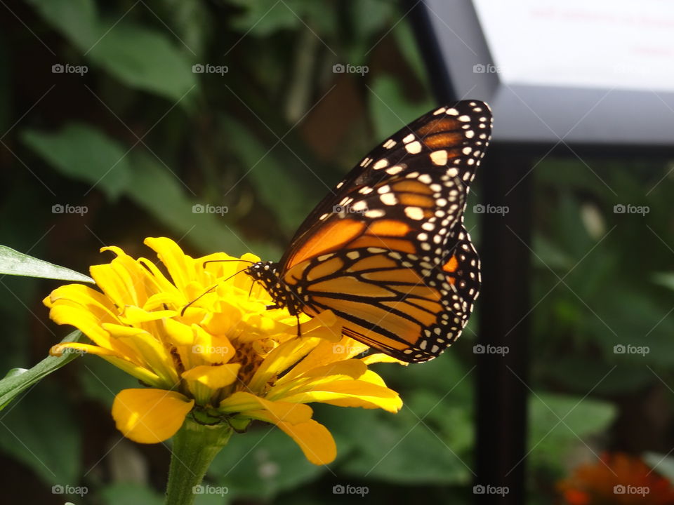 Monarch. Monarch butterfly, on bright yellow flower