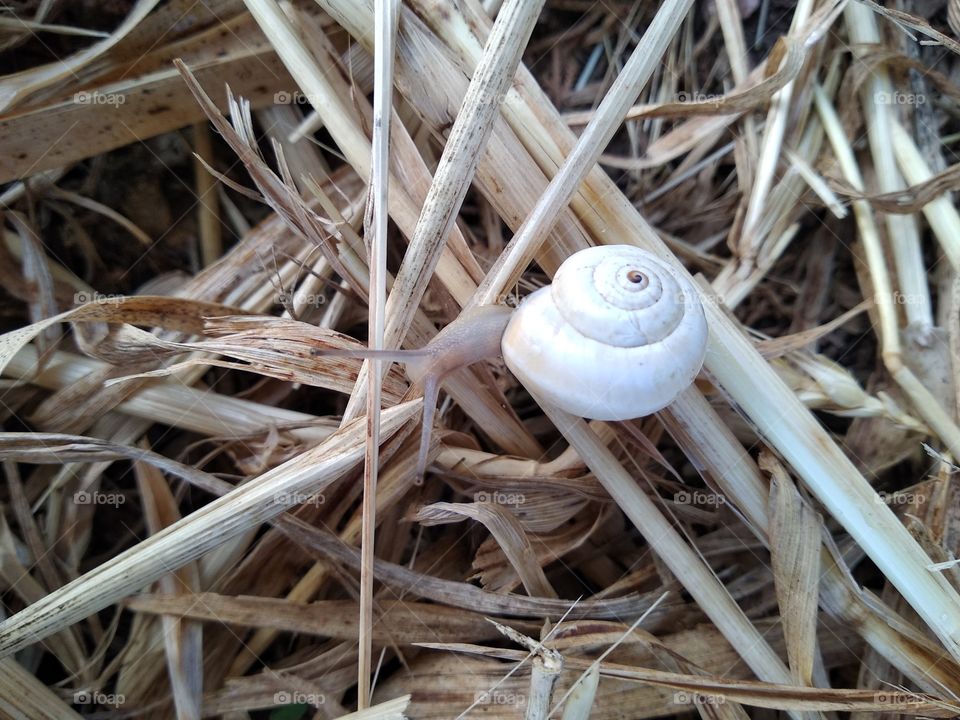 Snail