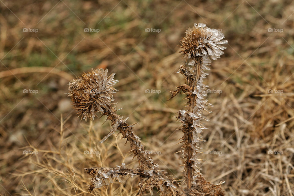 winter ice plant wilderness by nader_esk