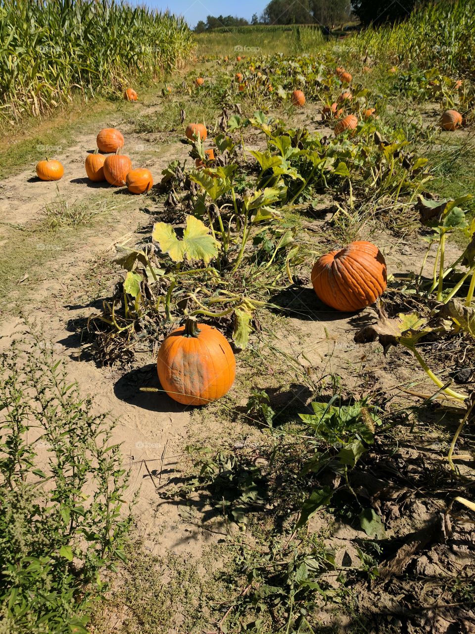 Dried Up Pumpkin Patch