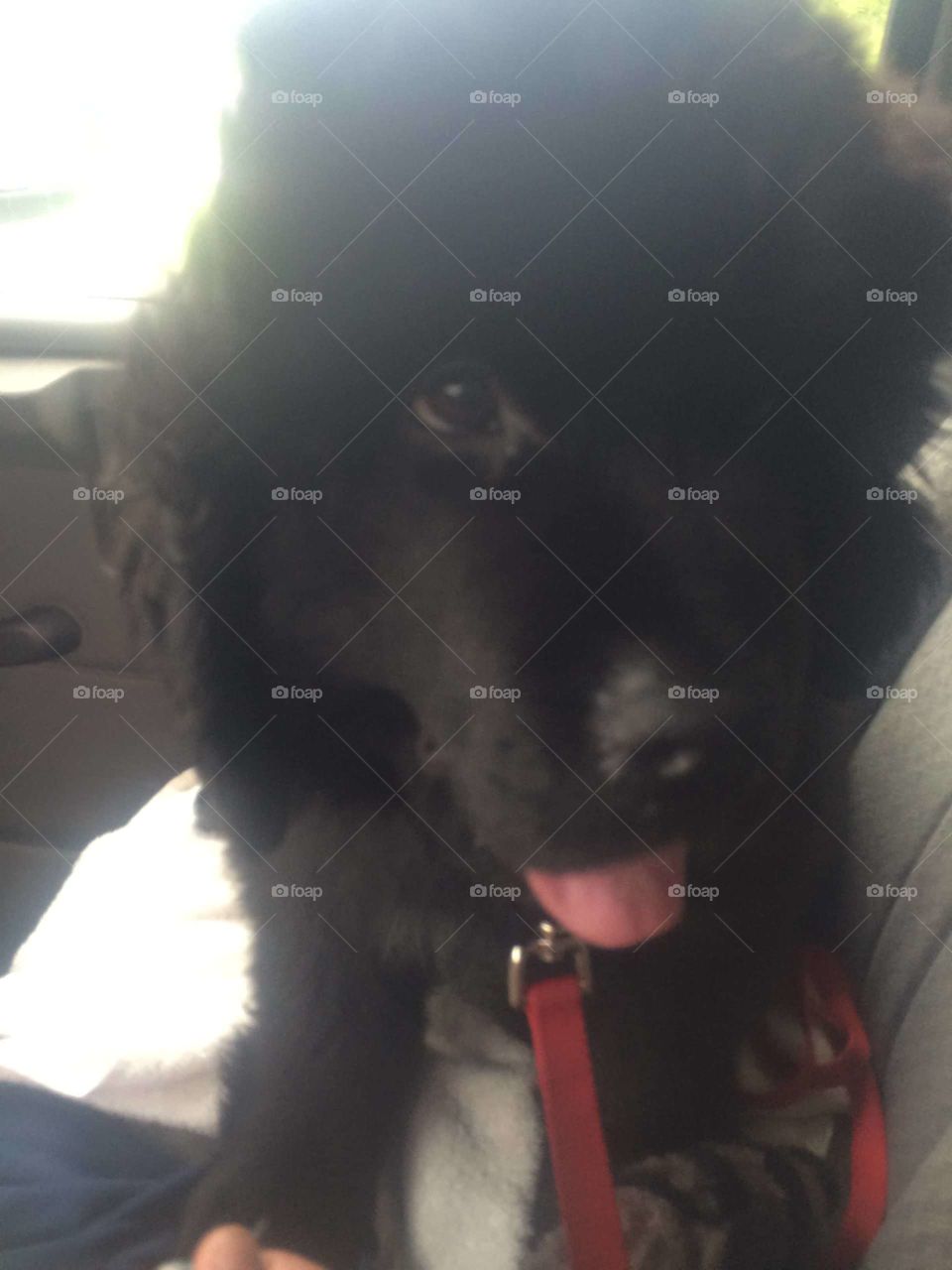 Dog, People, Portrait, One, Canine