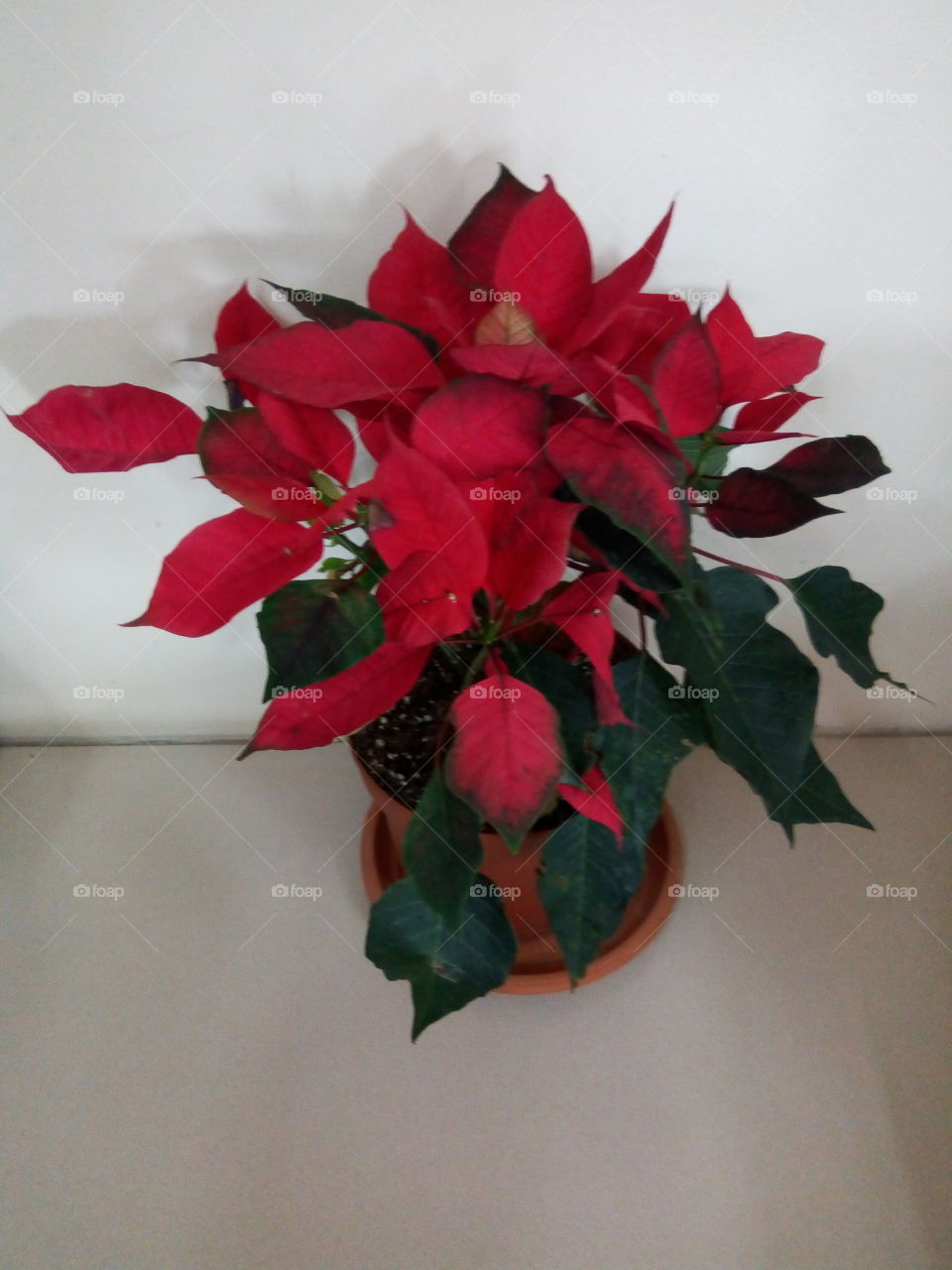 No Person, Decoration, Leaf, Flower, Still Life