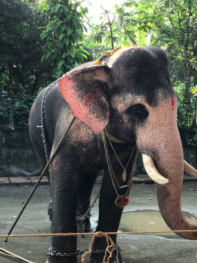 Elephants in India