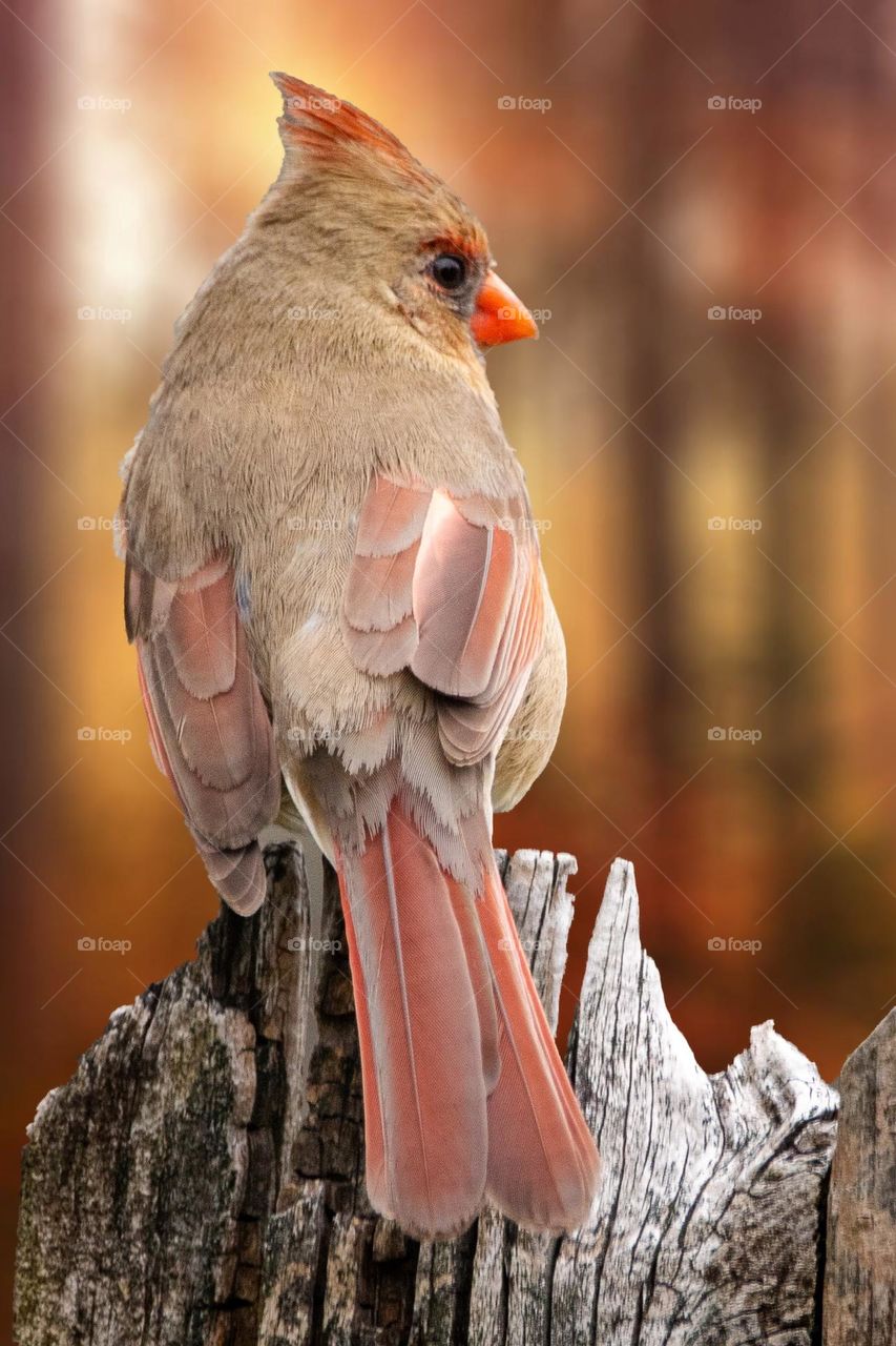 Beautiful and cute bird