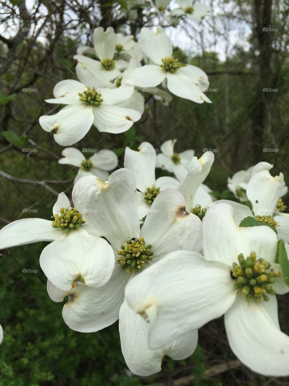 Spring Renewal of Faith