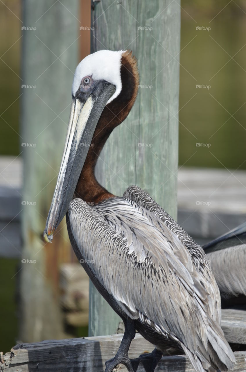 Brown Pelican