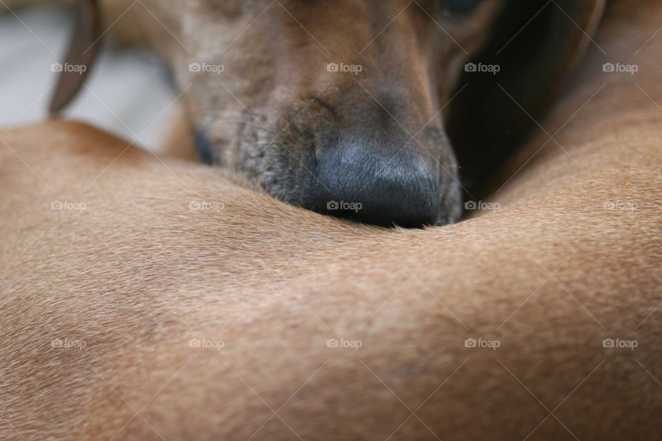 Grooming is so time consuming, no time to get up and go for a walk