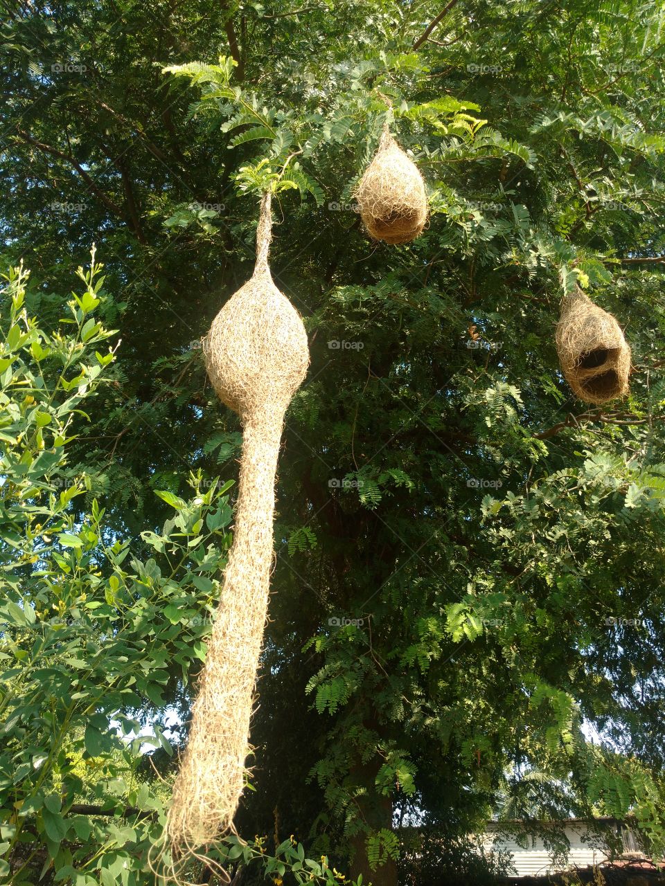 Weaver birds nest