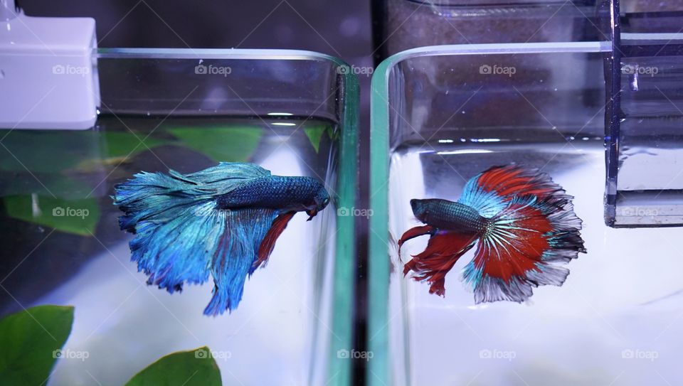 betta fish