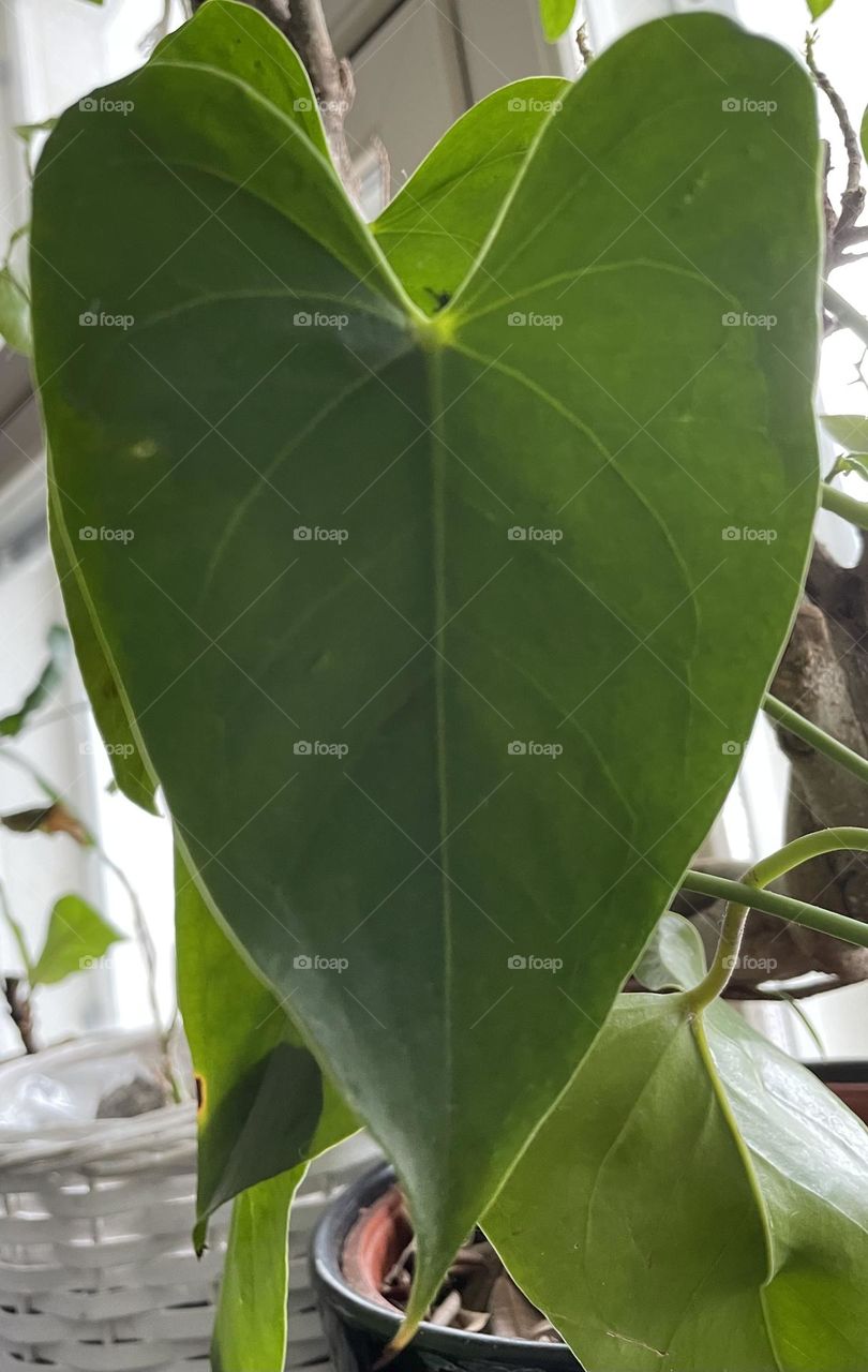 Heart shaped flamingo flowers leaf