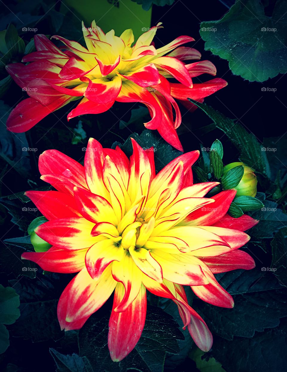 Red and yellow dahlias
