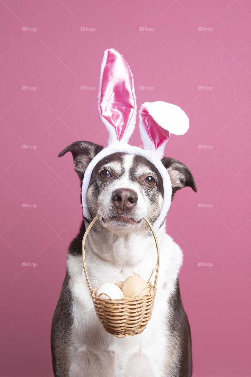 Dog with bunny ears holding a basket full of eggs for Easter 