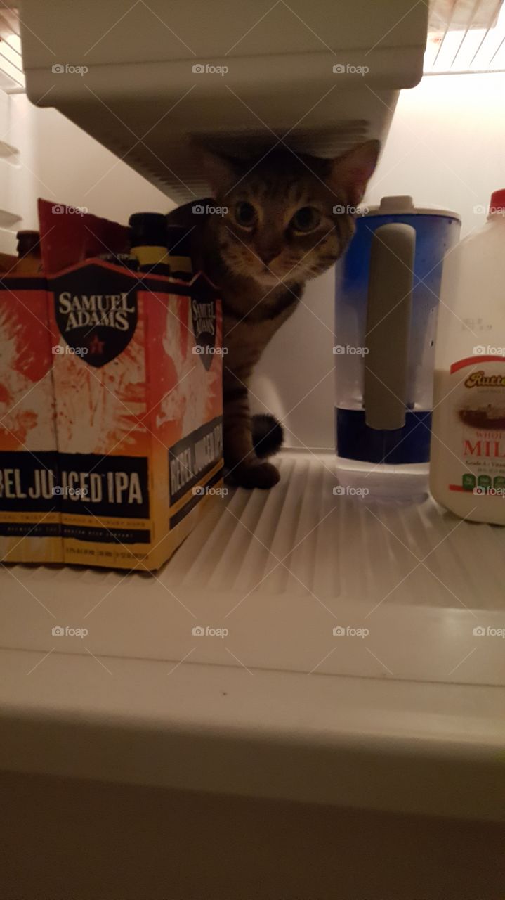 cats and beers