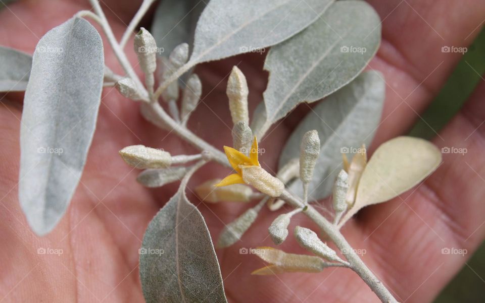 a sprout of a flowering Asiatic tree called Judah