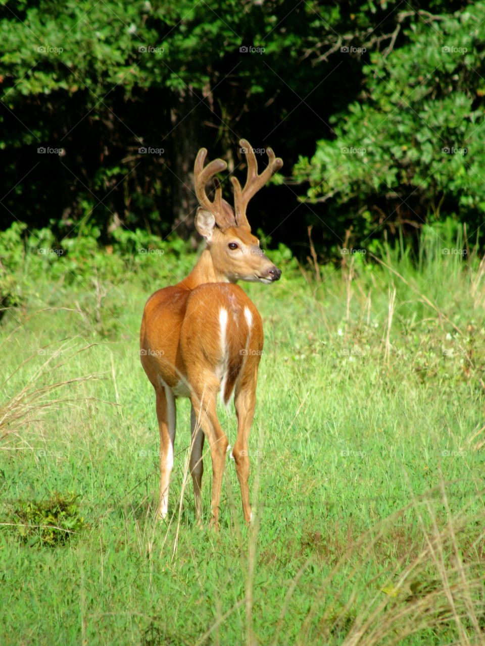 Whitetail buck in velvet on a hot summer day in the pasture