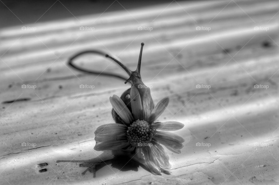 No Person, Monochrome, Nature, Flower, Summer