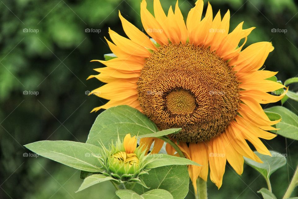 sunflowers