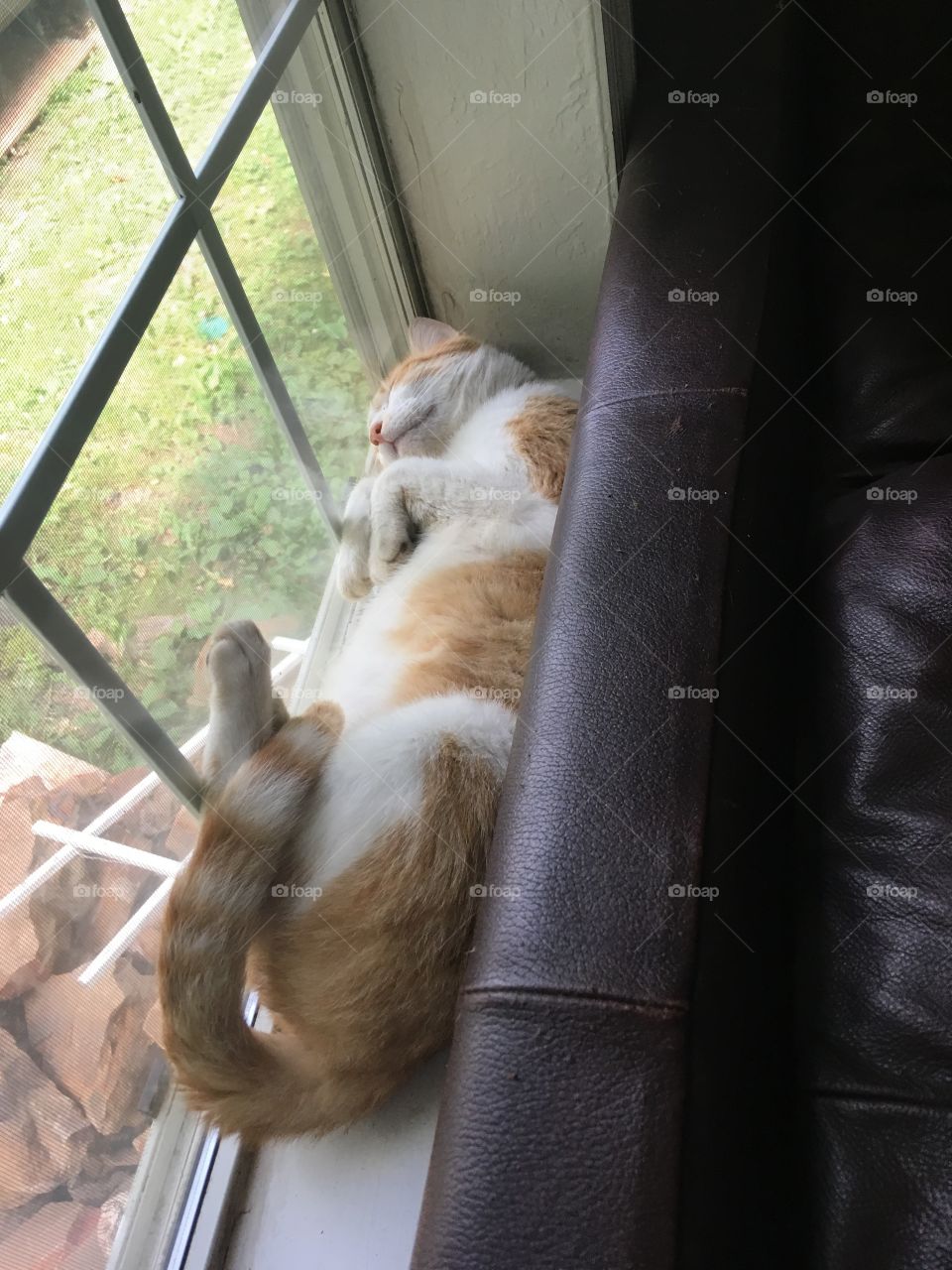 Sweet sweet baby sleeping on the windowsill behind the couch soaking up the sun 