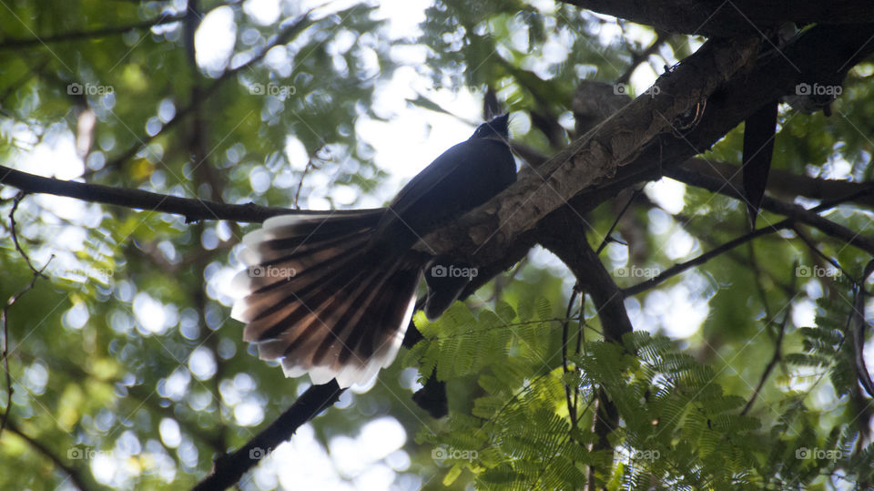White throated fantail, first spotting of the new season.