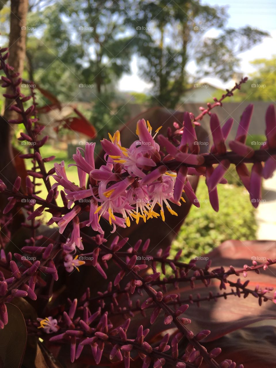 #Flores do nosso #jardim: que beleza a folhagem magenta e os seus adereços amarelos. 
🍃
#Jardinagem é nosso #hobby