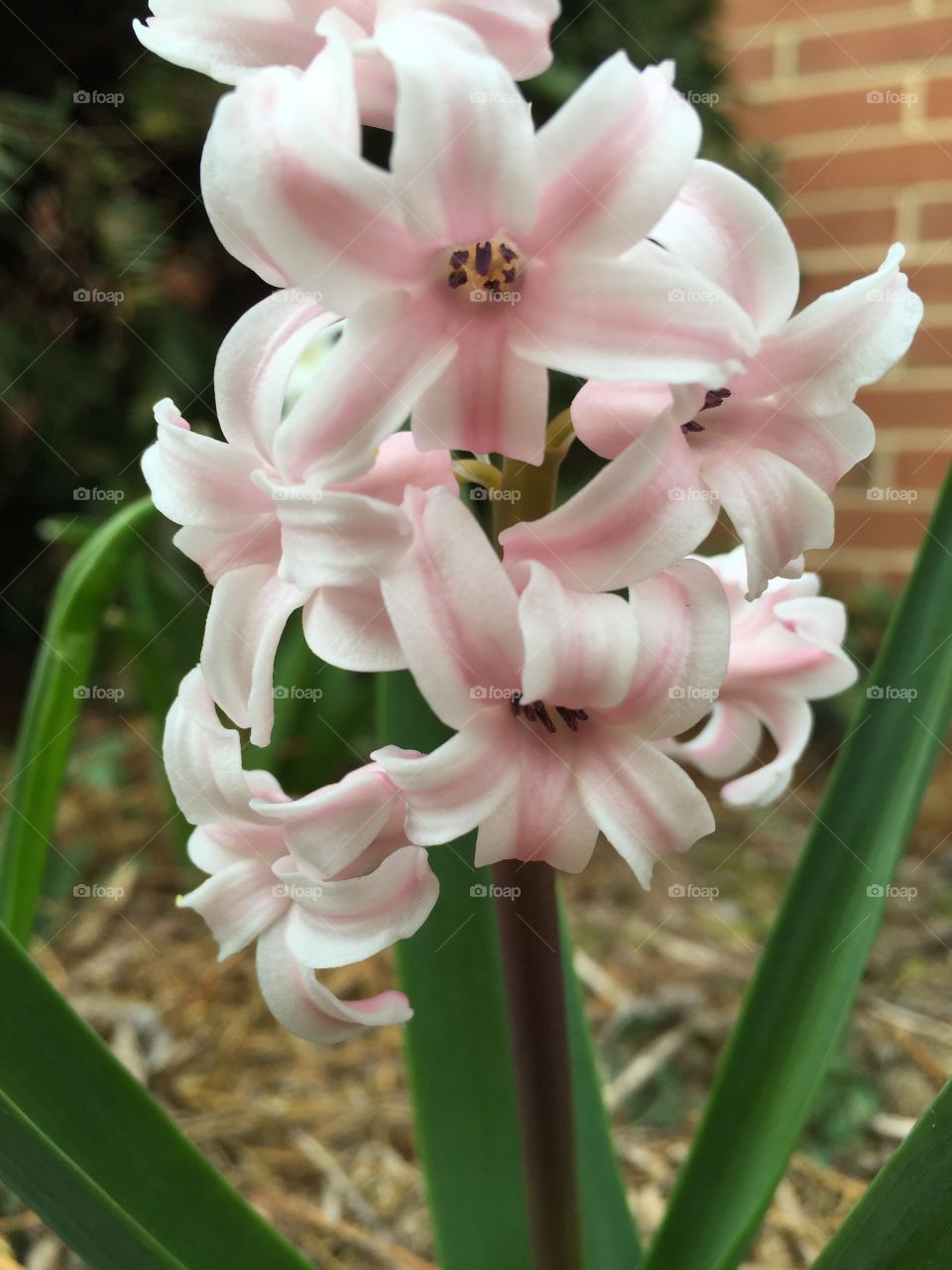 Spring flower