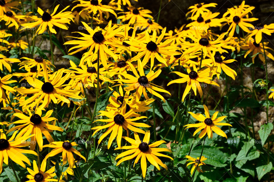 Yellow flowers in a city park