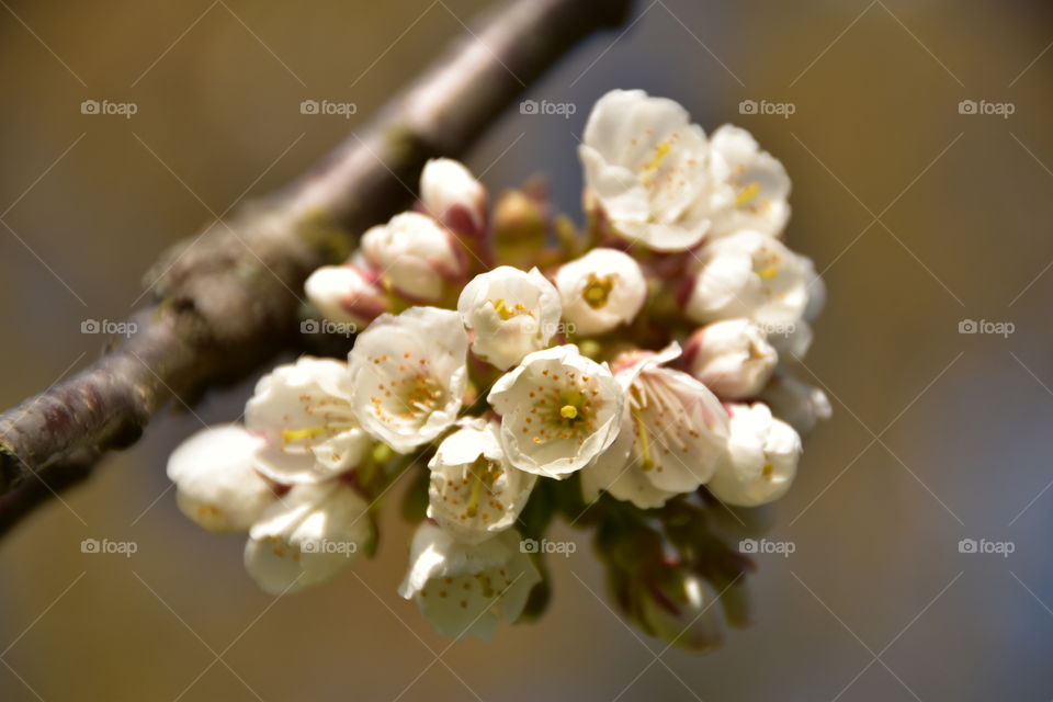 Cherry blossom in bloom