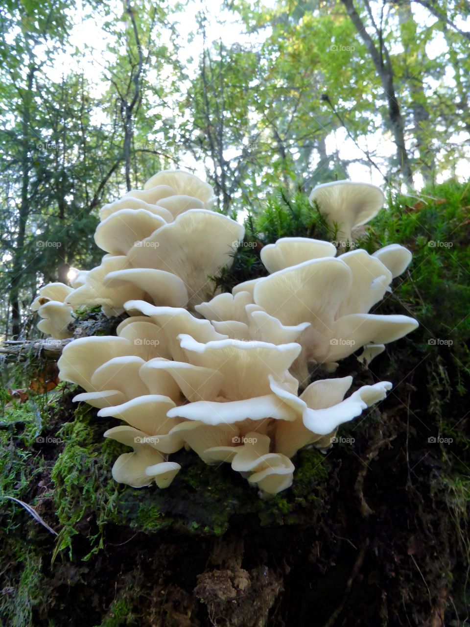 White mushrooms grow on stump