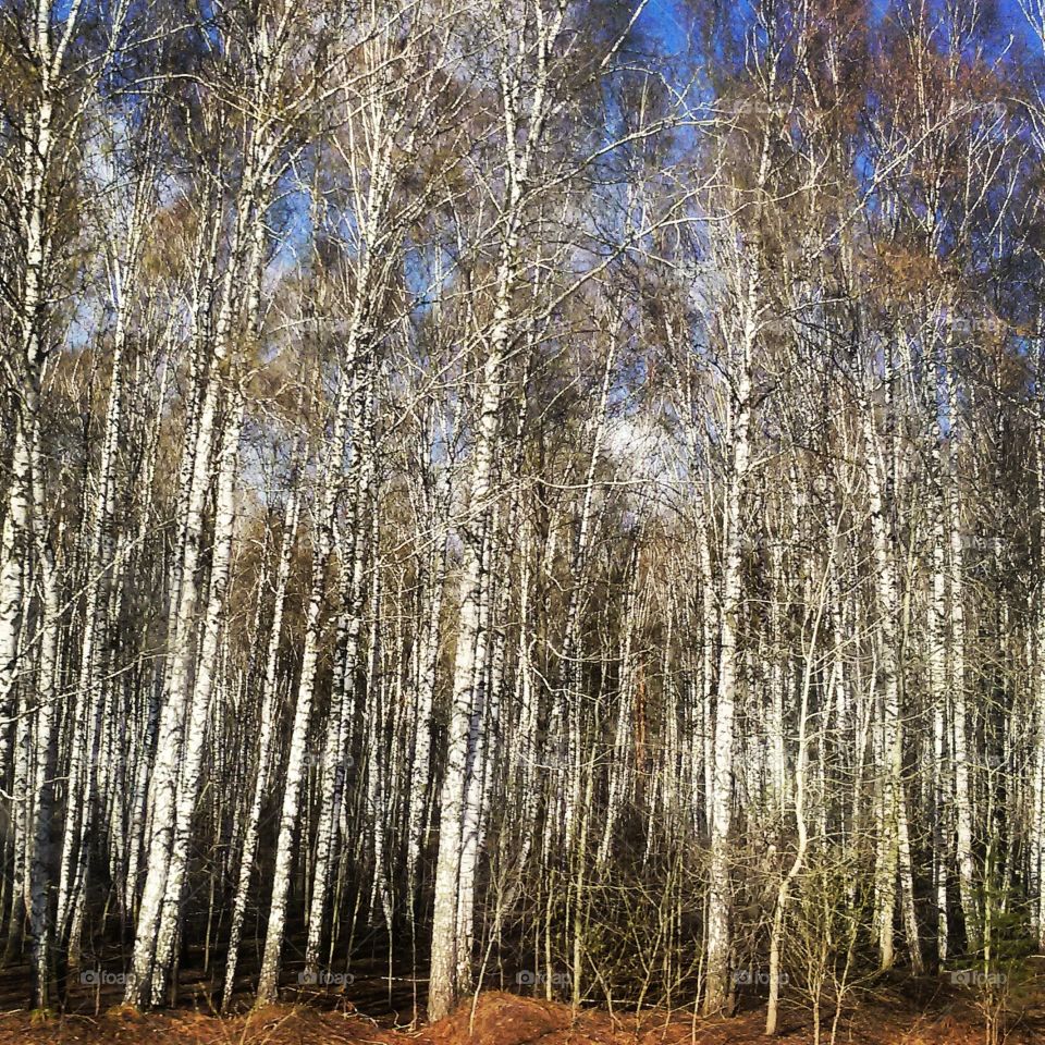 birch grove