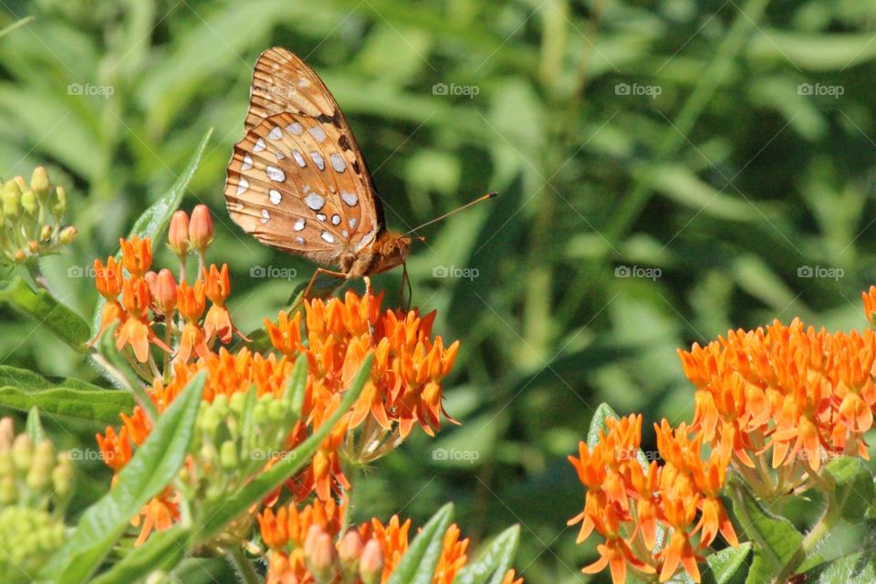 beautiful inside wings of a great spangled frittalery butterfly on milkweed