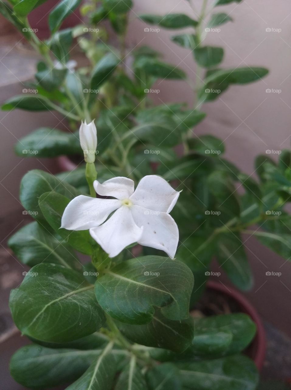 periwinkle white flower looks very beautiful generally found everywhere seasonal fresh