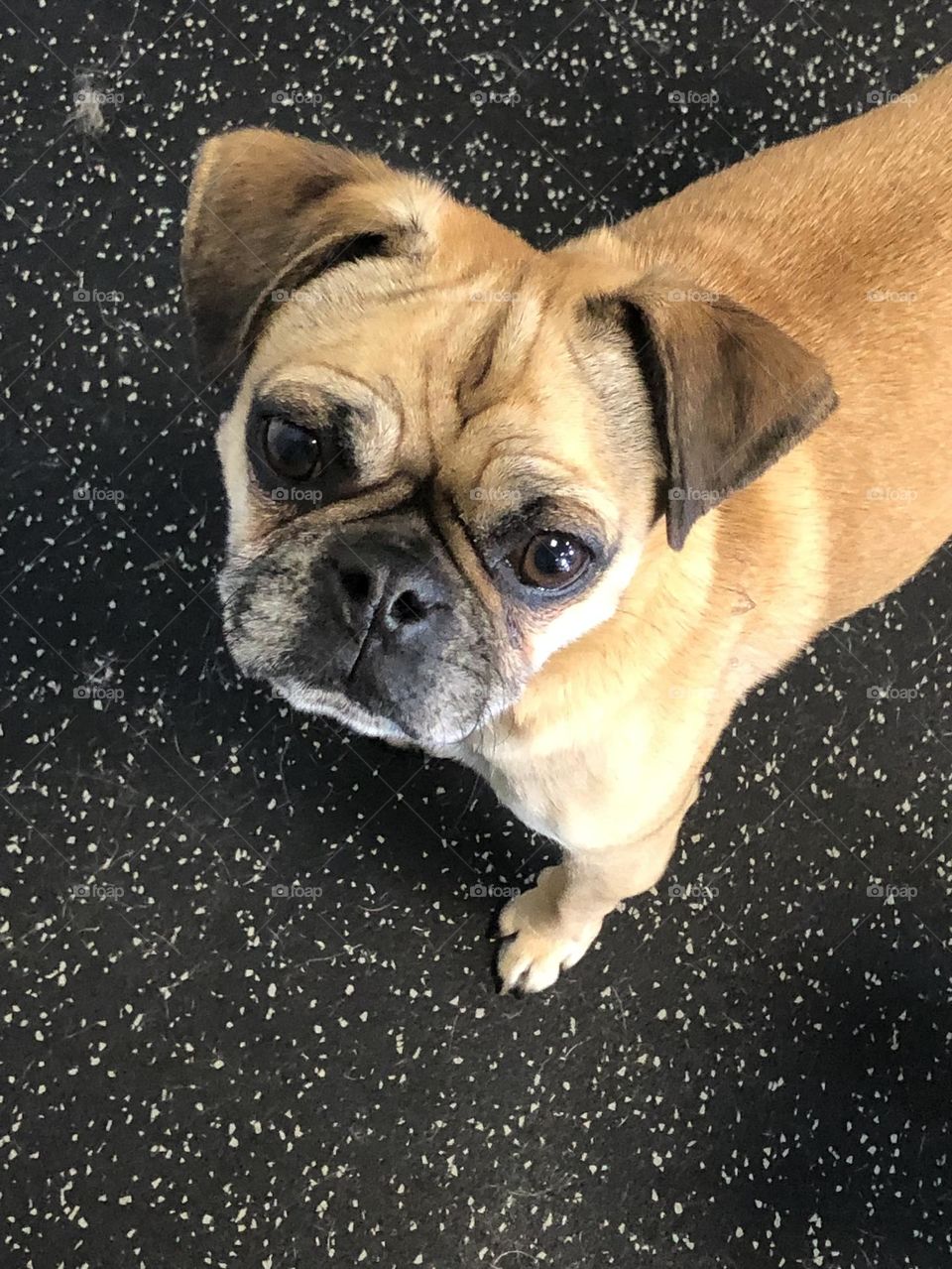 Bijoux the pug mix