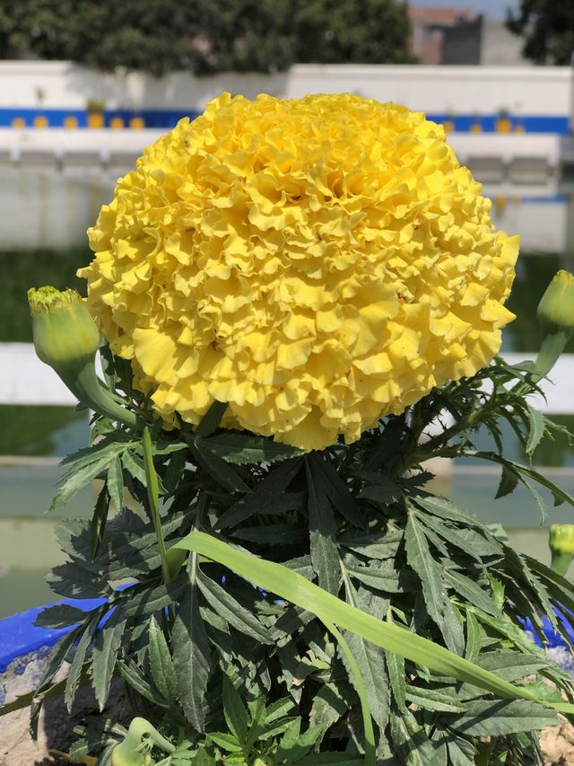 Yellow marigold flower in a blue pot...closeup shot!