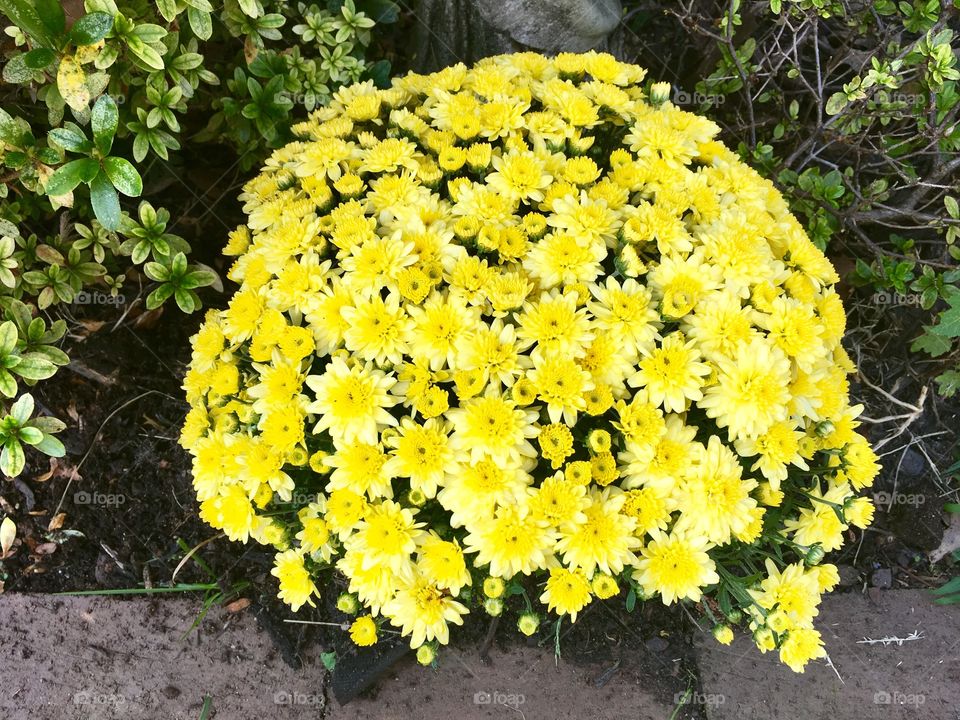 Yellow mums flower autumn