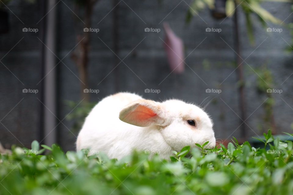 cute rabbit