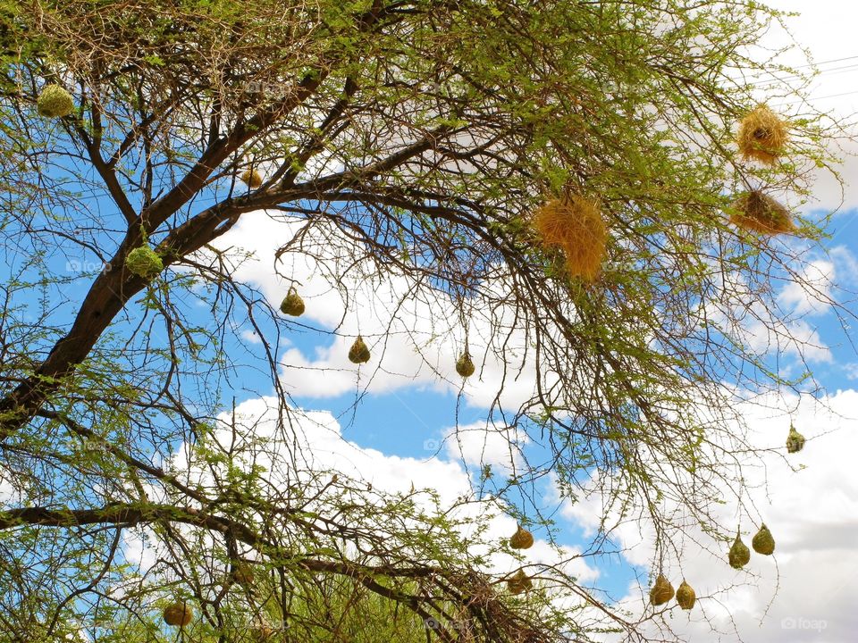 Lesser masked weaver (Ploceus intermedius) bird nests on camel thorn acacia tree (Vachellia erioloba) in North Namibia, South Africa
