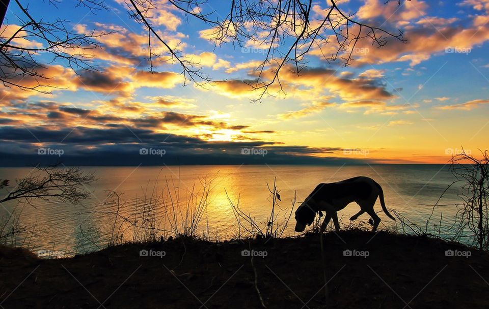 Coonhound Sunrise...