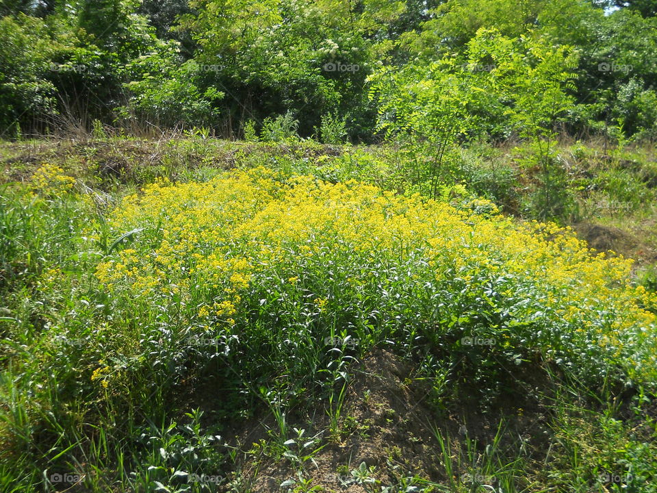 Yellow wildflowers