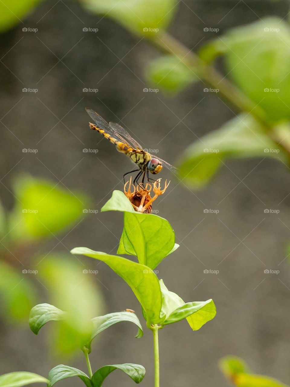 Beautiful Dragonfly