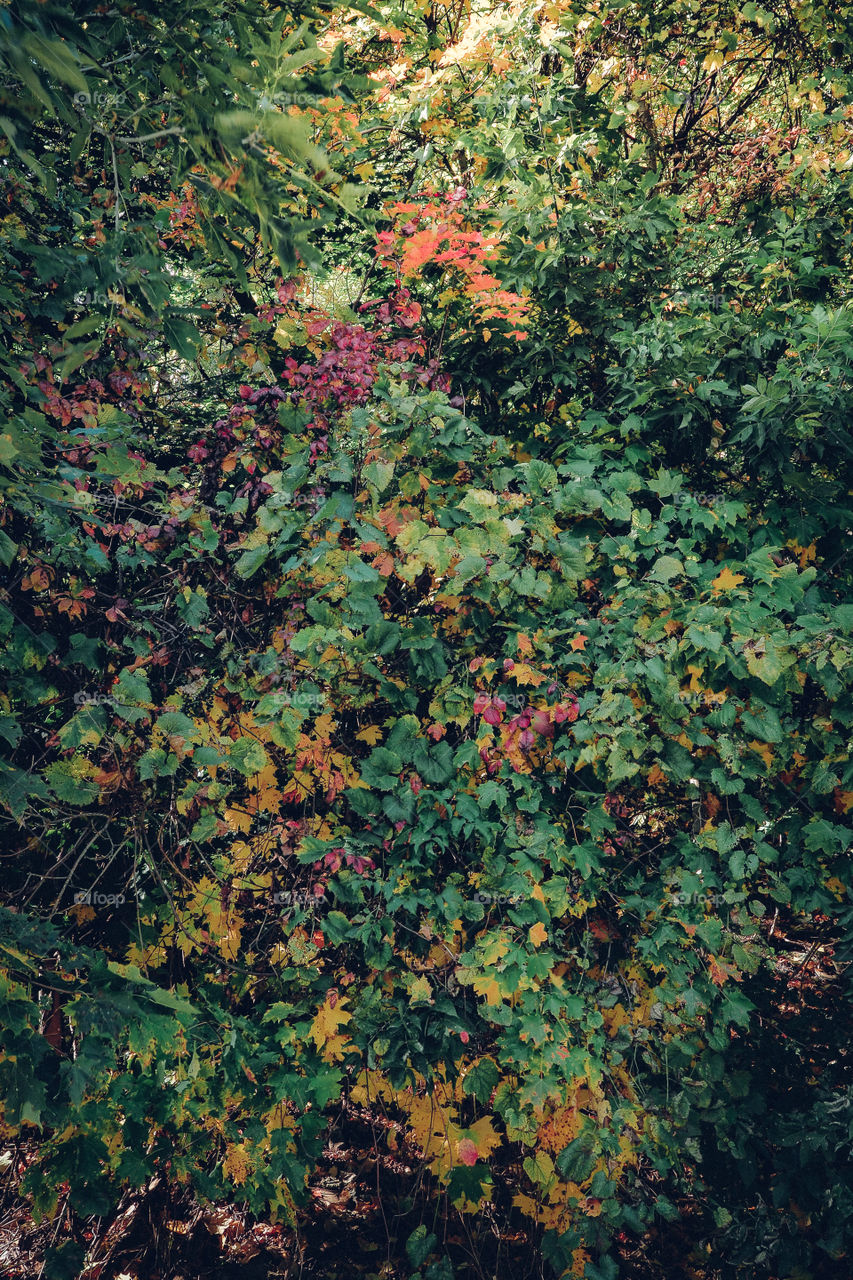 fall foliage