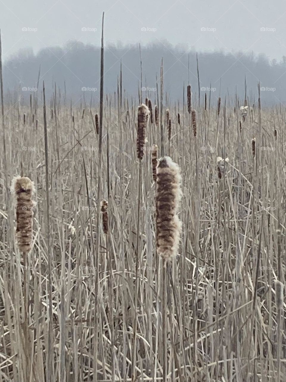 Mid winter cattails at the Mer Blue Bog.