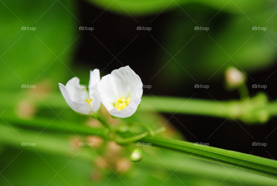 green garden flower white by medjus09
