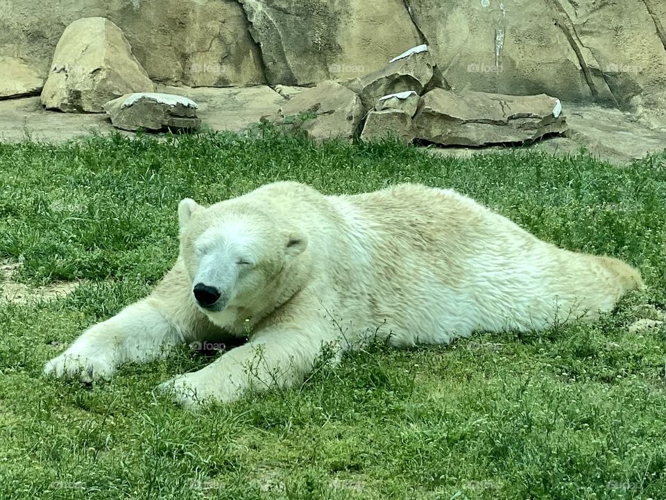 Polar bear