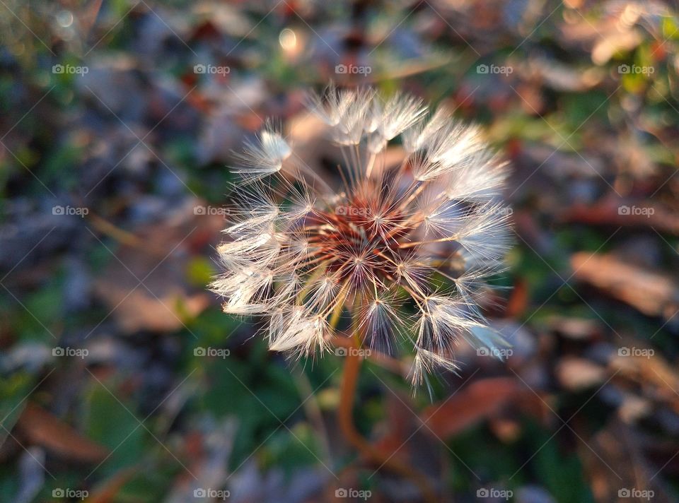 Dandelion wish