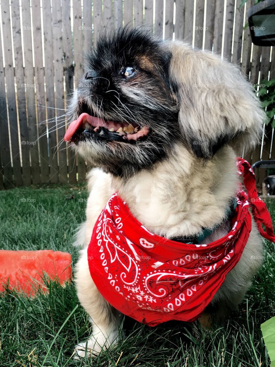 Bandana Pooch